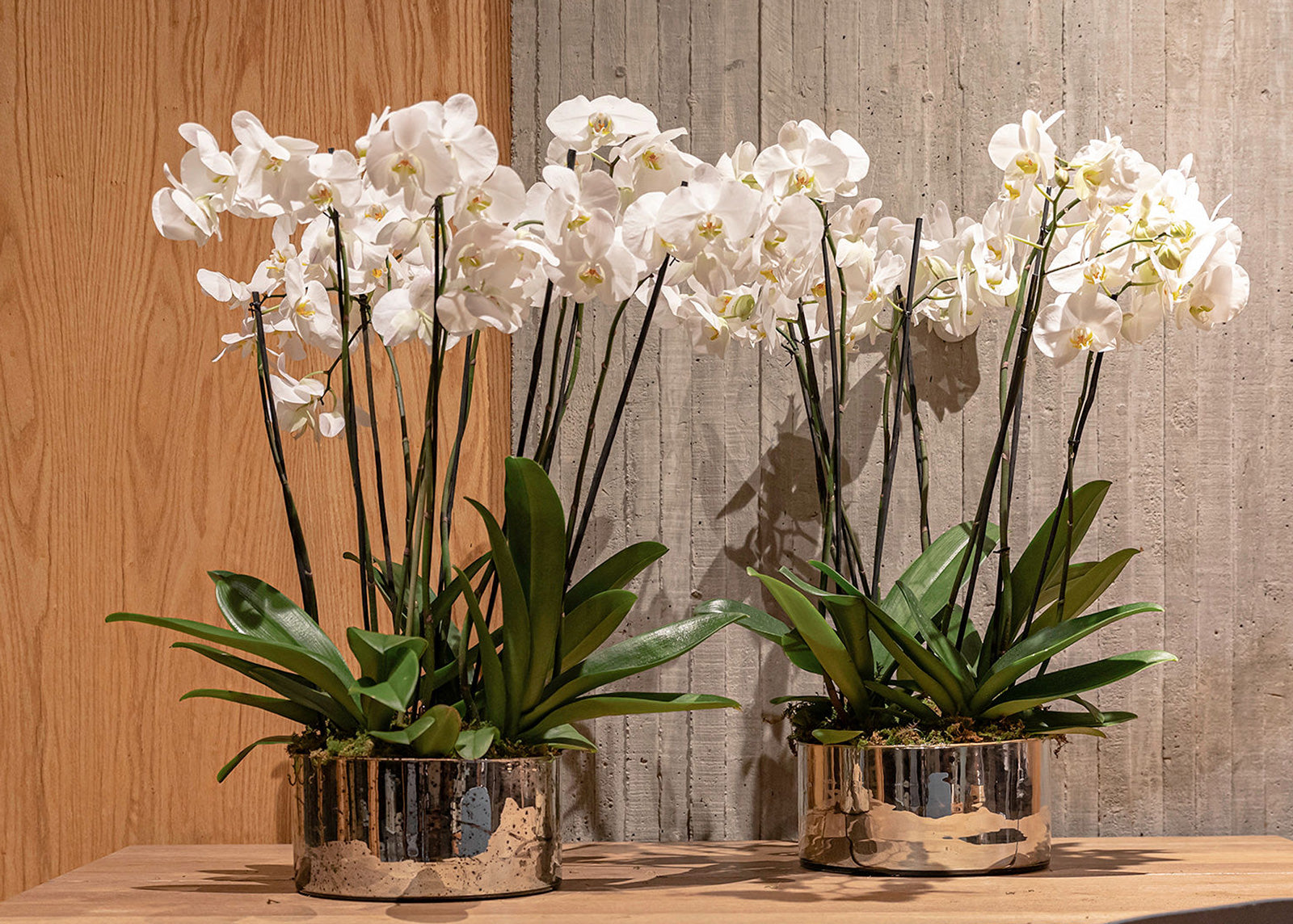 Aprende a cuidar tu orquídea…